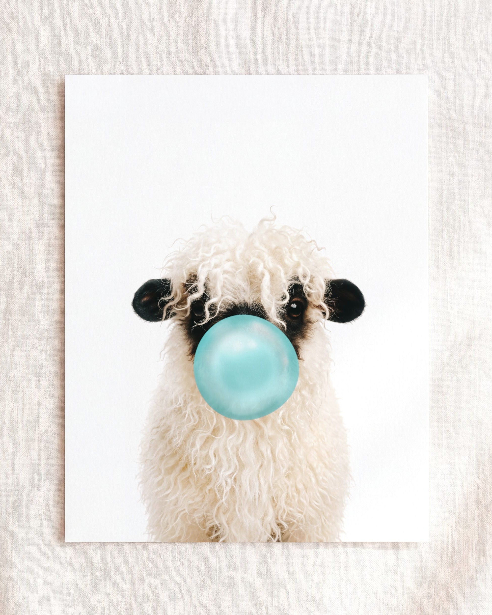 Baby Blacknose Sheep