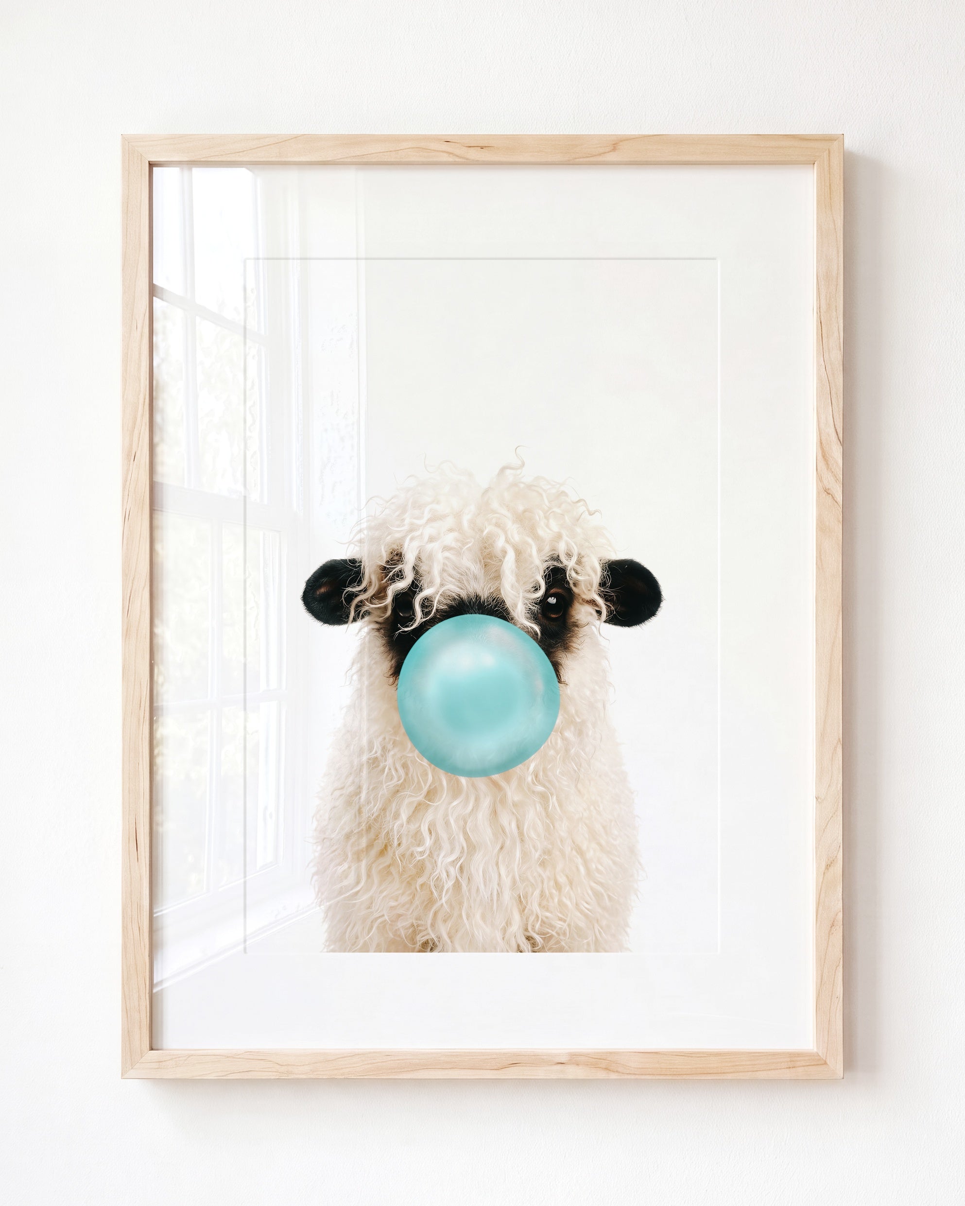 Baby Blacknose Sheep