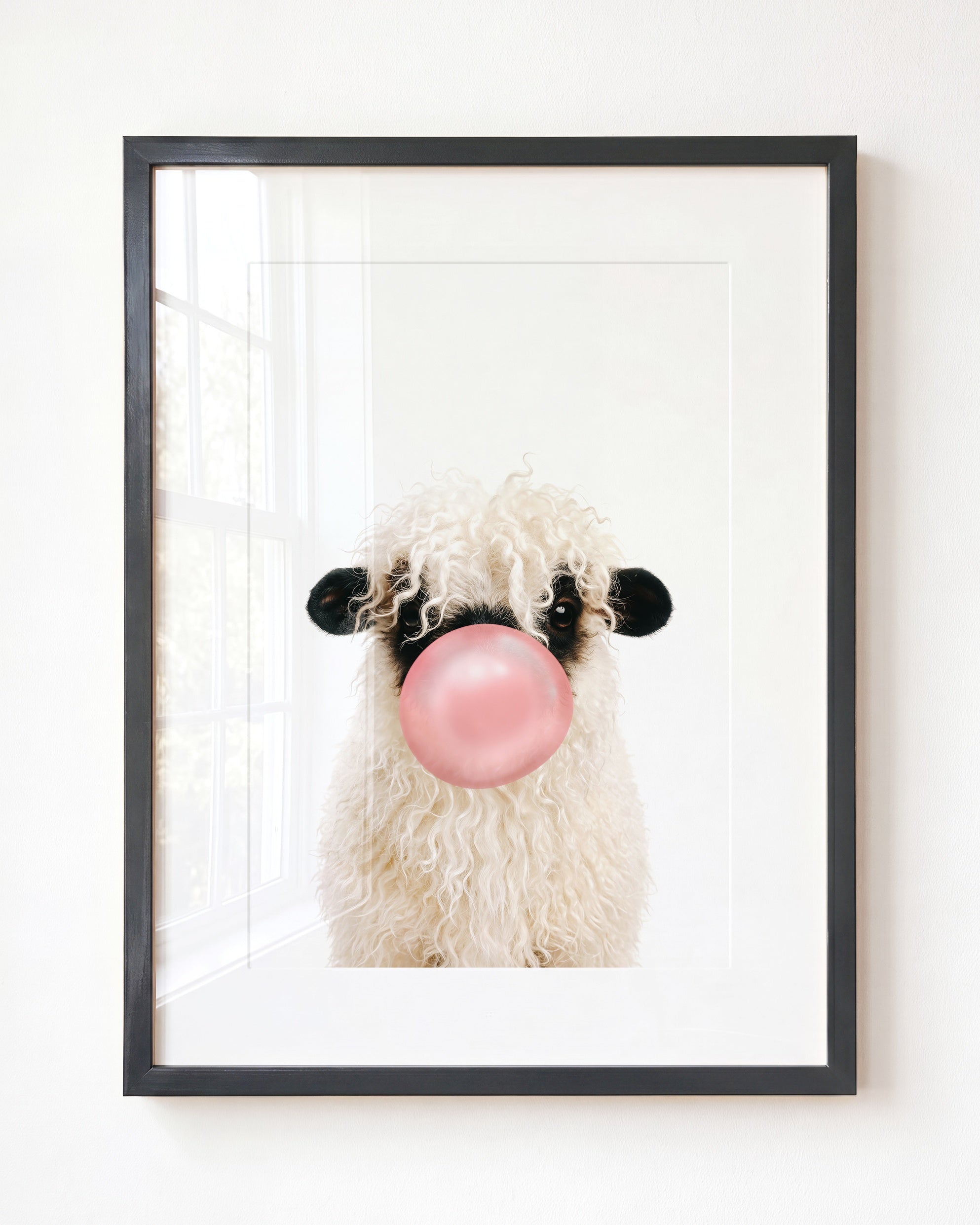 Baby Blacknose Sheep