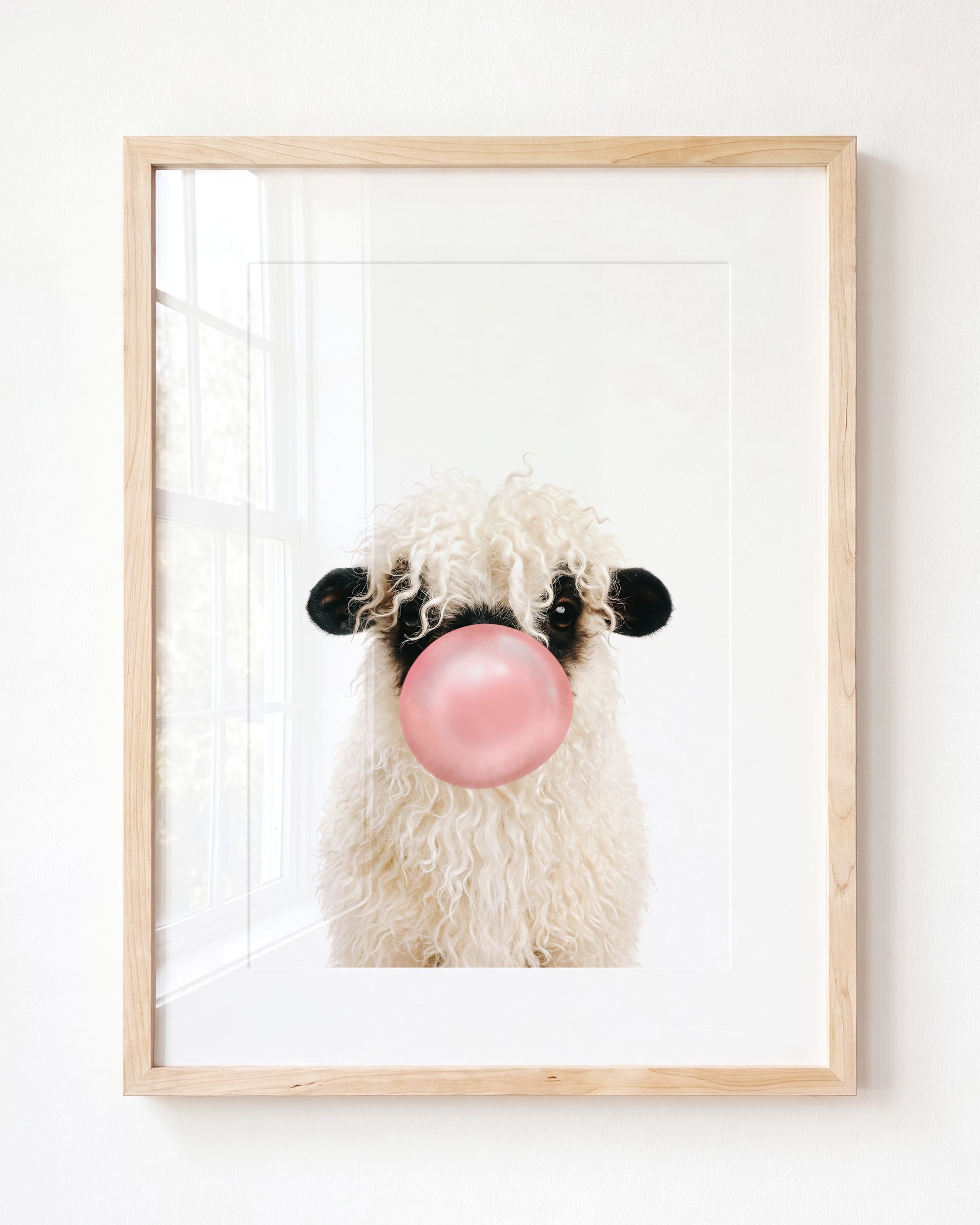 Baby Blacknose Sheep