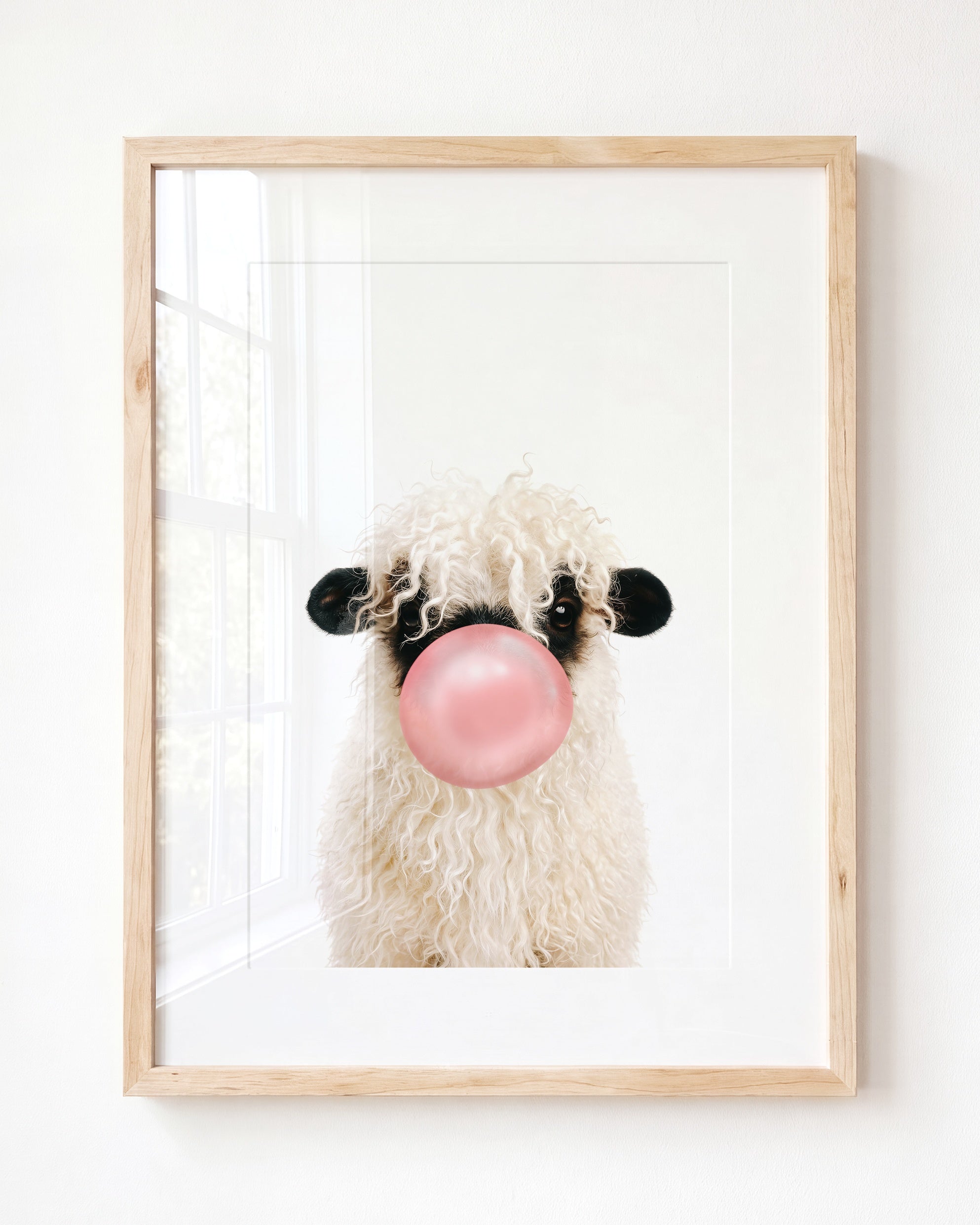 Baby Blacknose Sheep