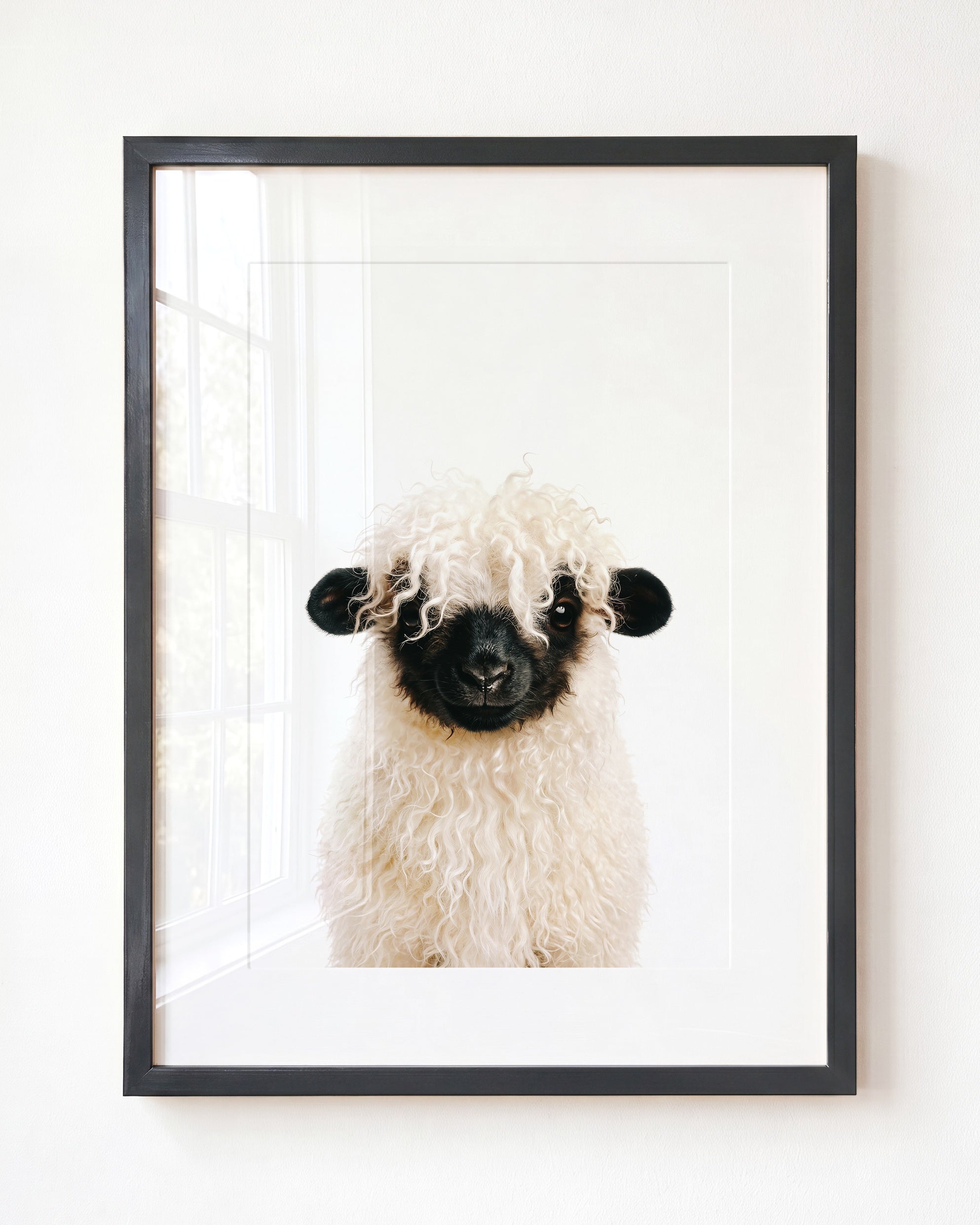 Baby Blacknose Sheep
