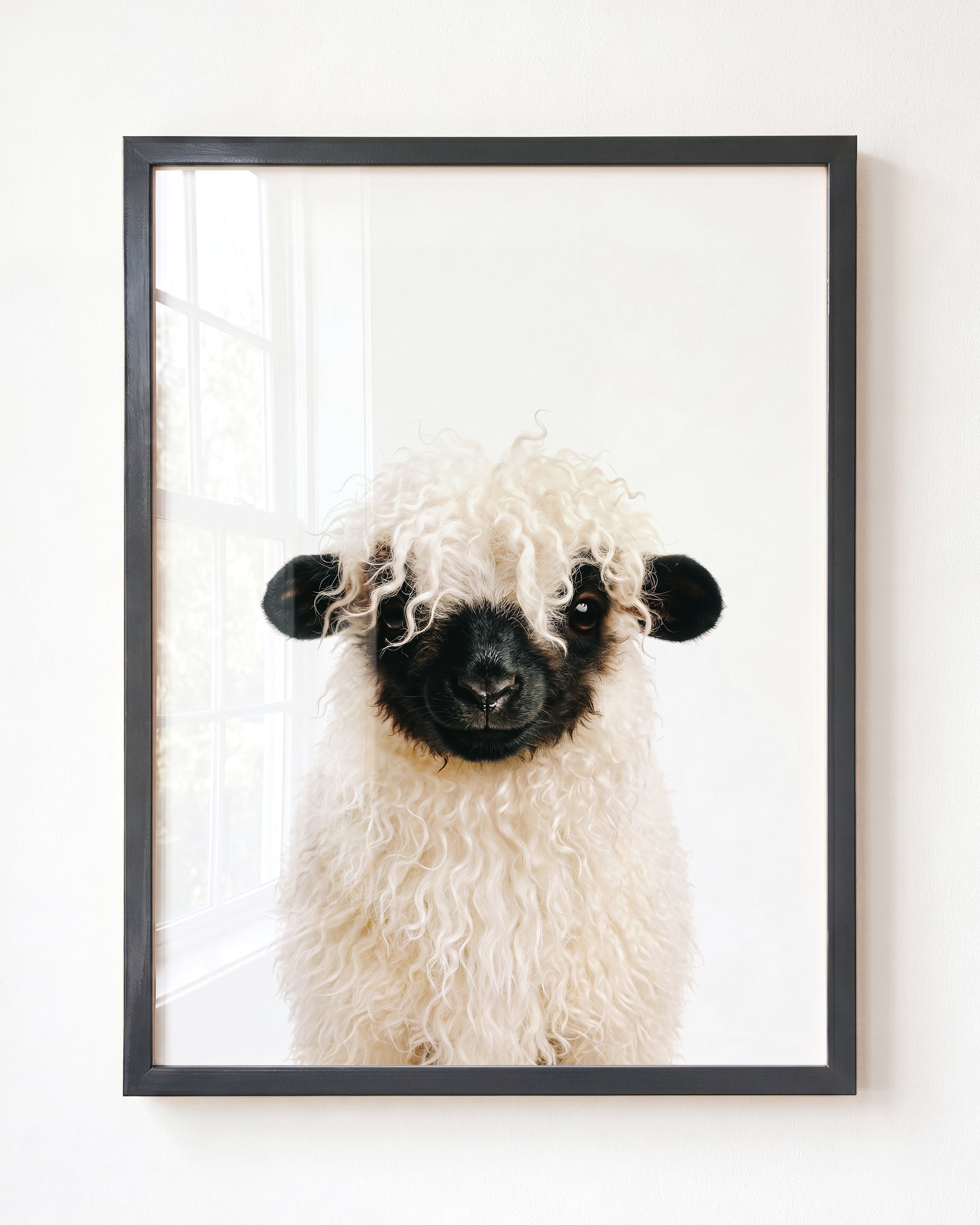 Baby Blacknose Sheep
