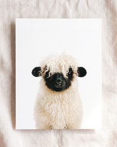 Baby Blacknose Sheep