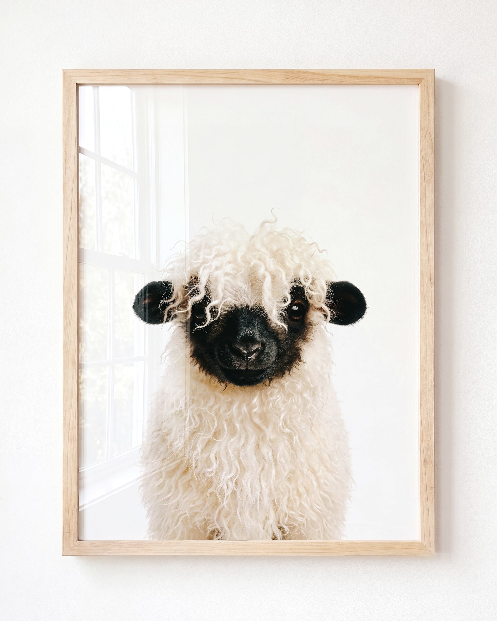 Baby Blacknose Sheep