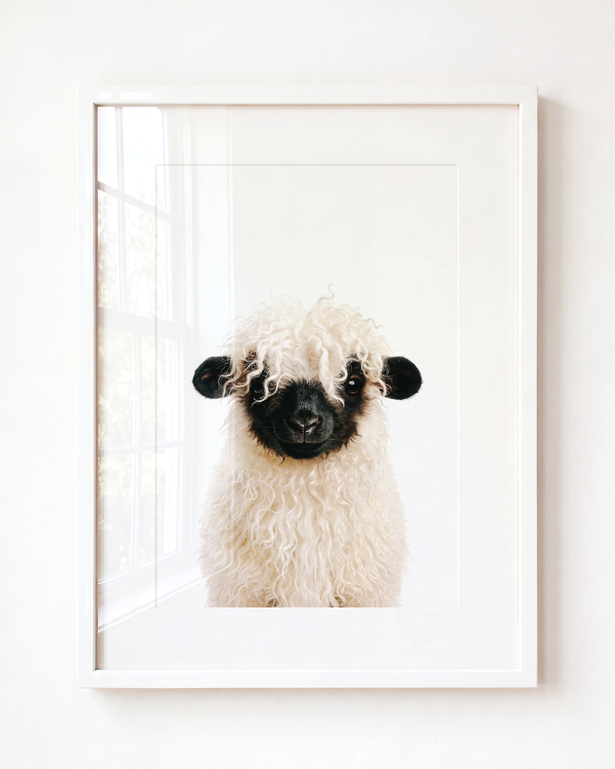 Baby Blacknose Sheep