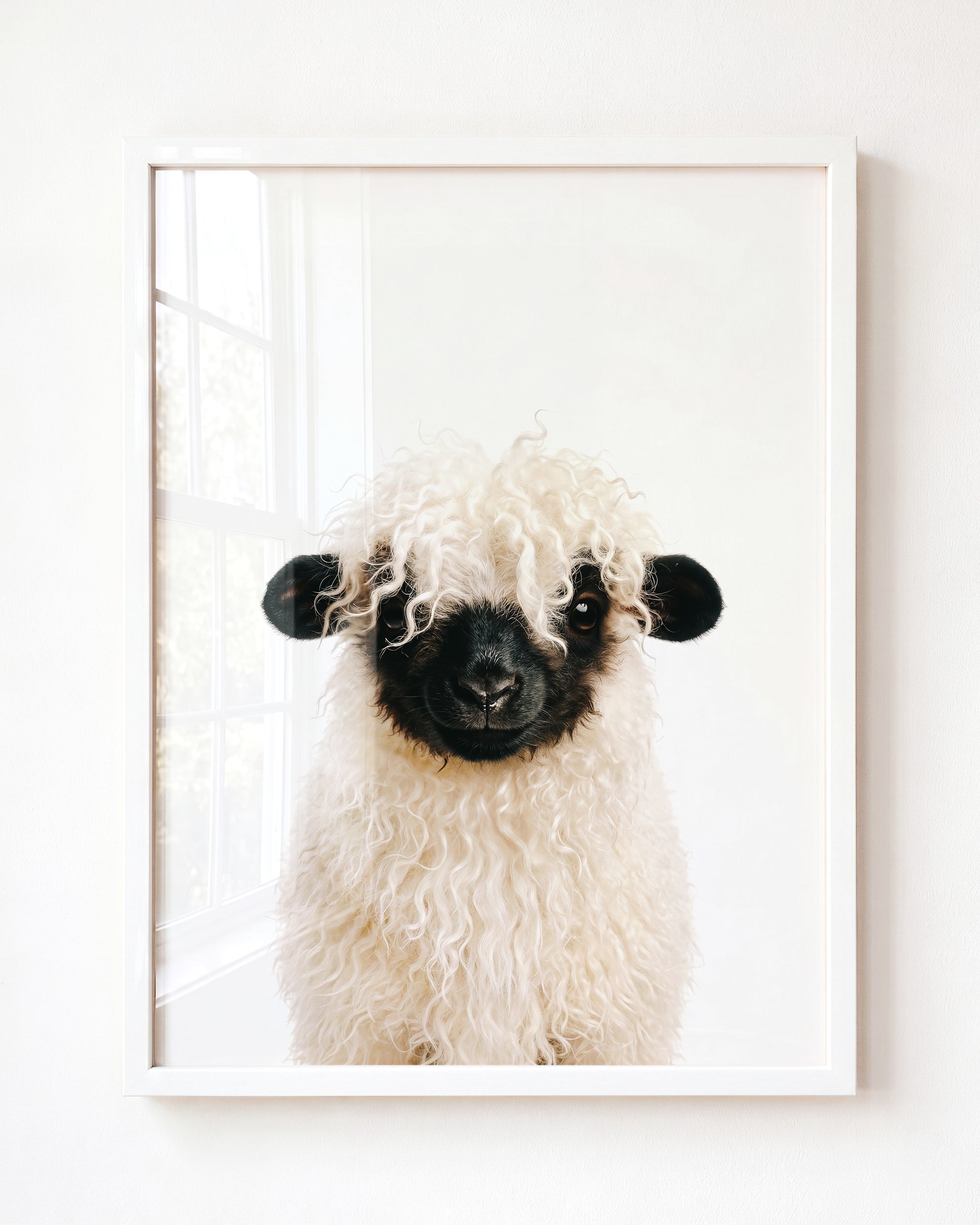 Baby Blacknose Sheep