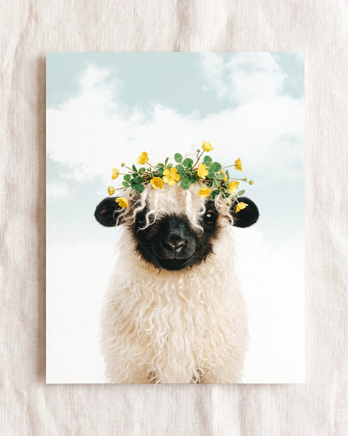 Baby Blacknose Sheep