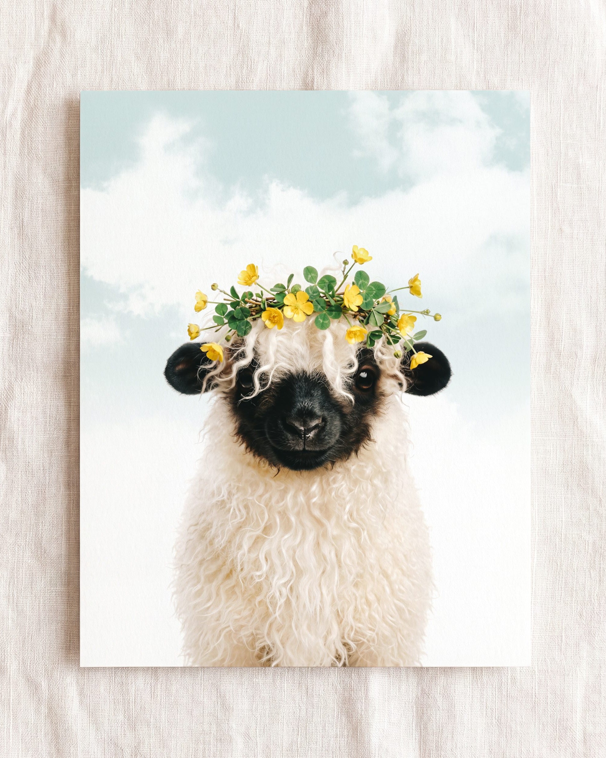 Baby Blacknose Sheep