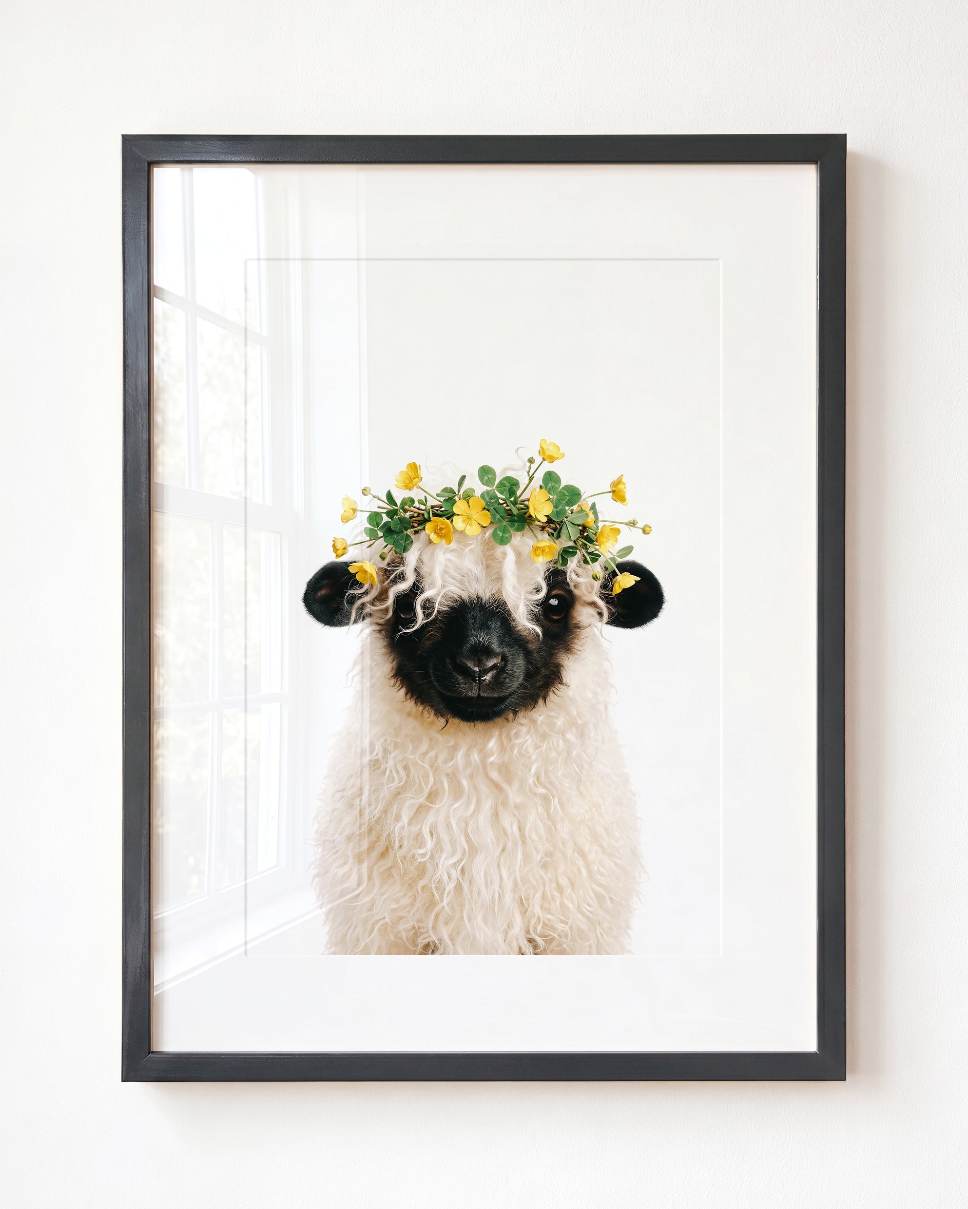 Baby Blacknose Sheep
