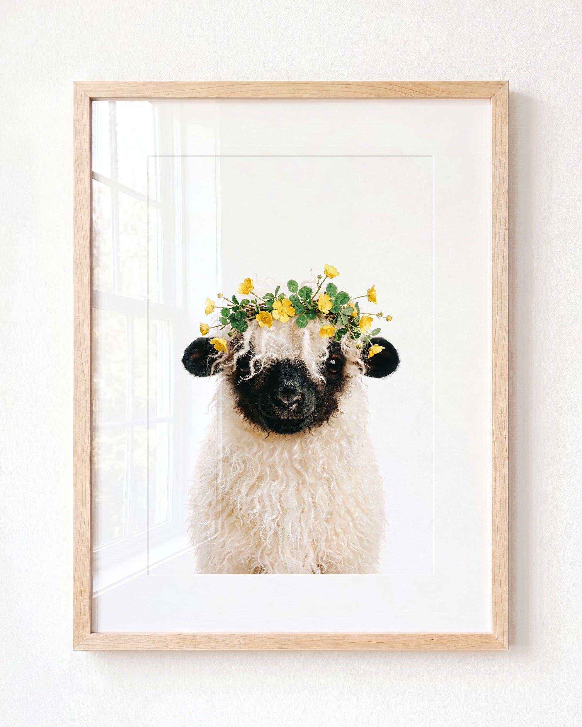 Baby Blacknose Sheep