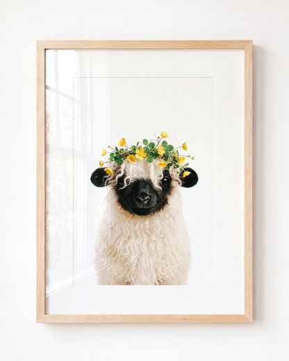 Baby Blacknose Sheep