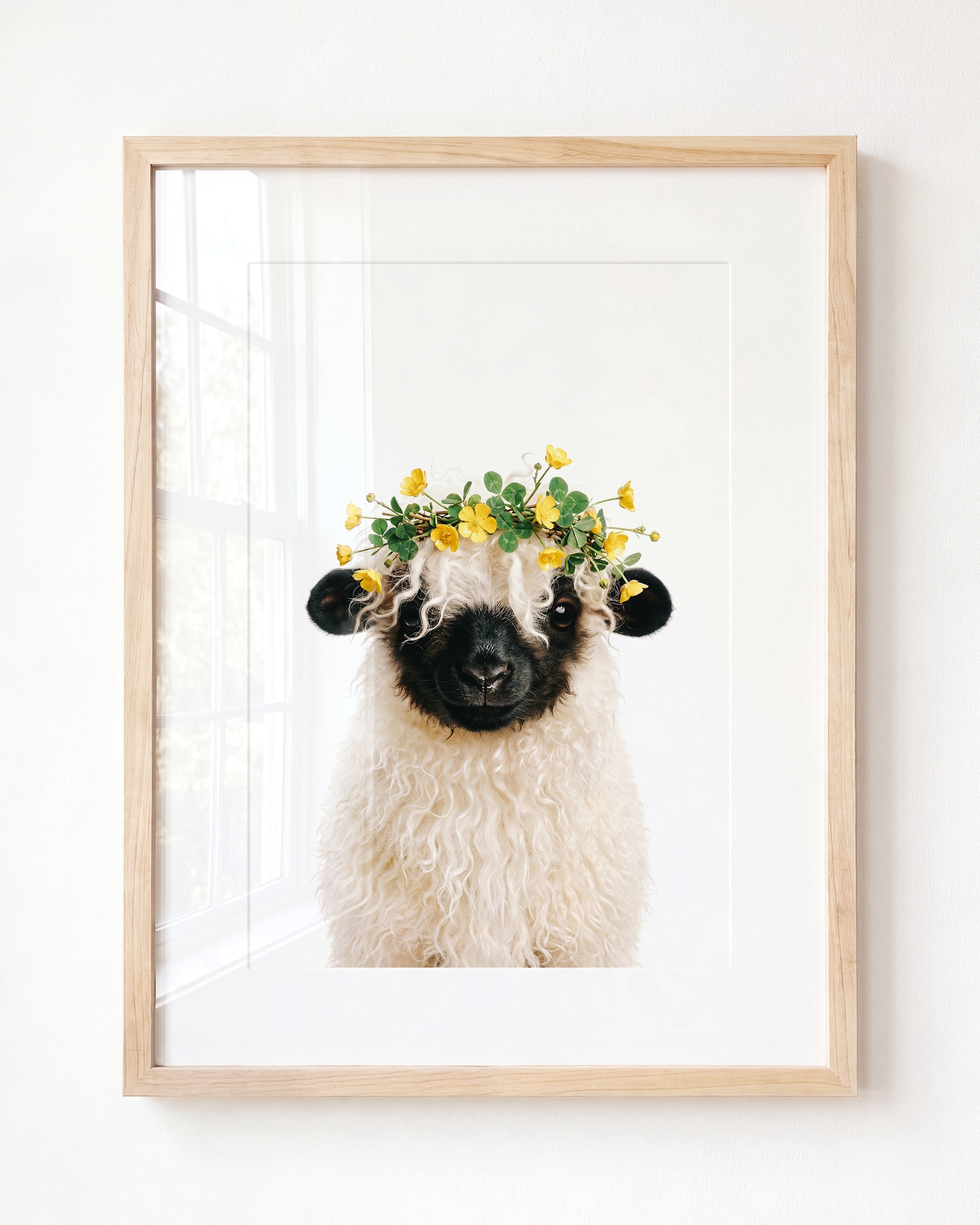 Baby Blacknose Sheep