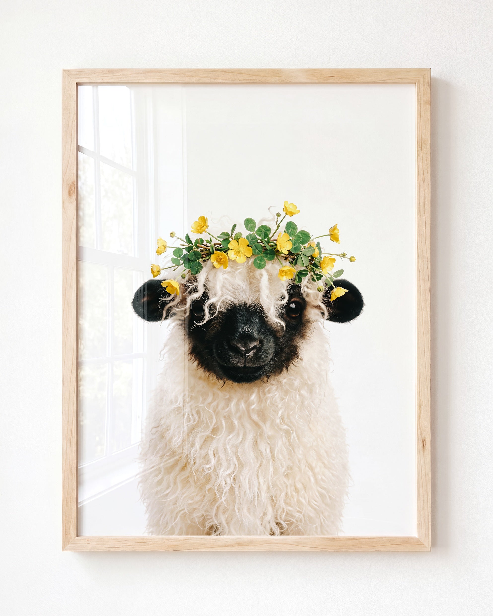 Baby Blacknose Sheep