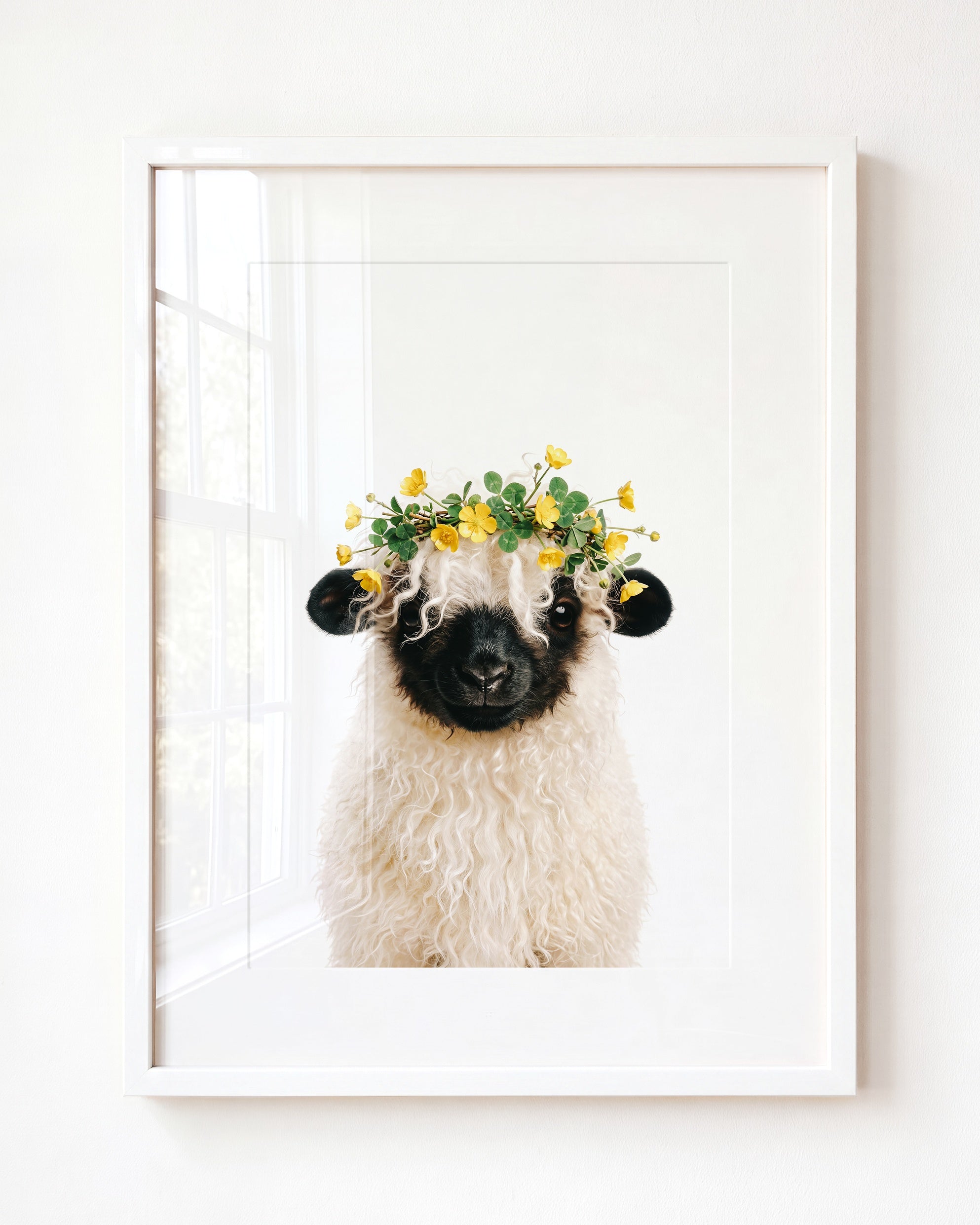 Baby Blacknose Sheep