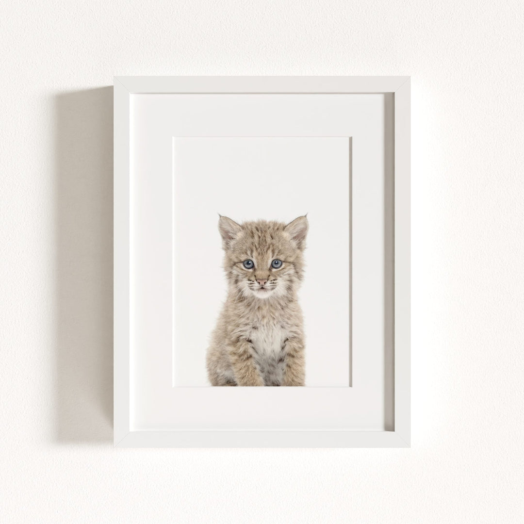 Baby Bobcat