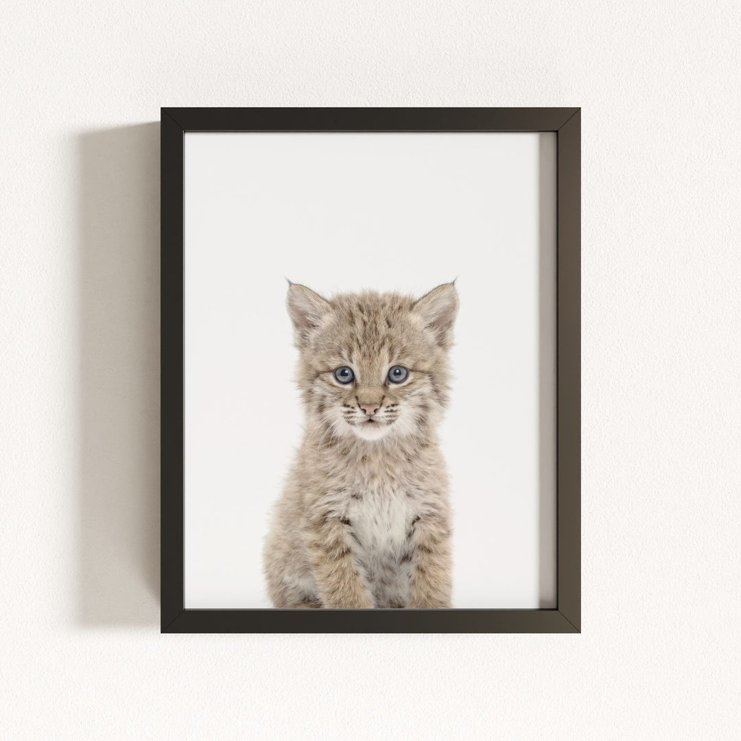 Baby Bobcat
