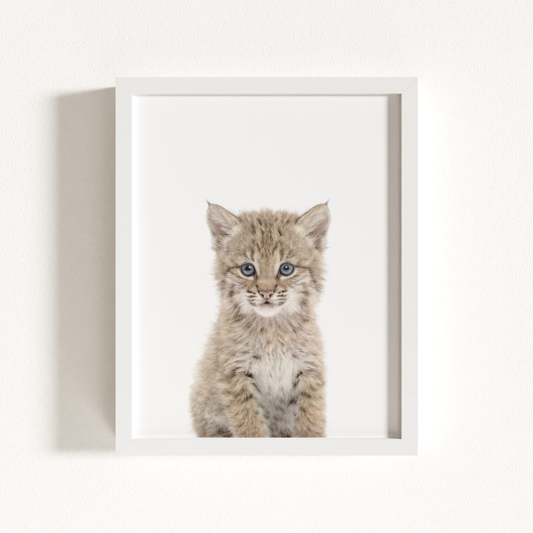 Baby Bobcat