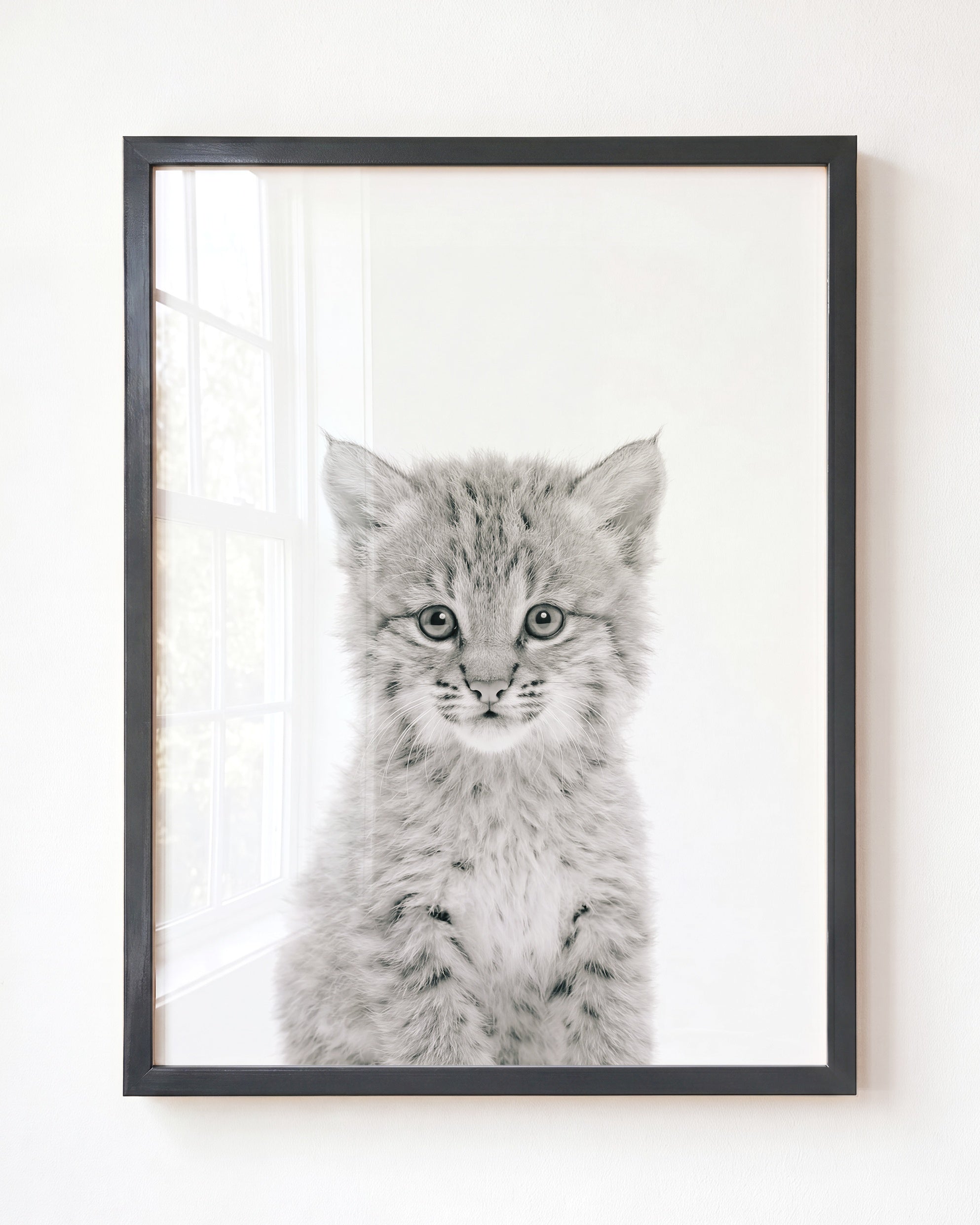 Baby Bobcat