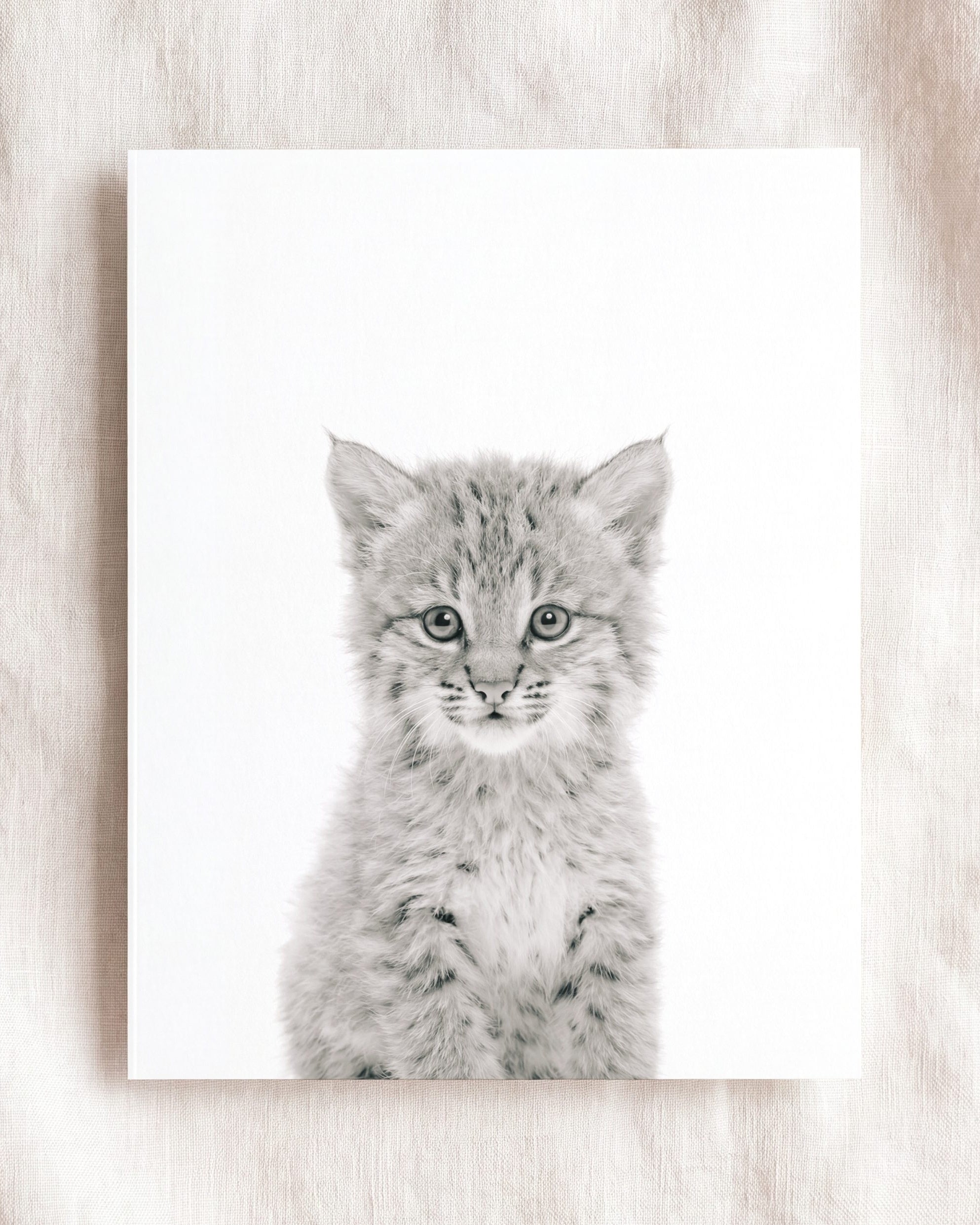 Baby Bobcat
