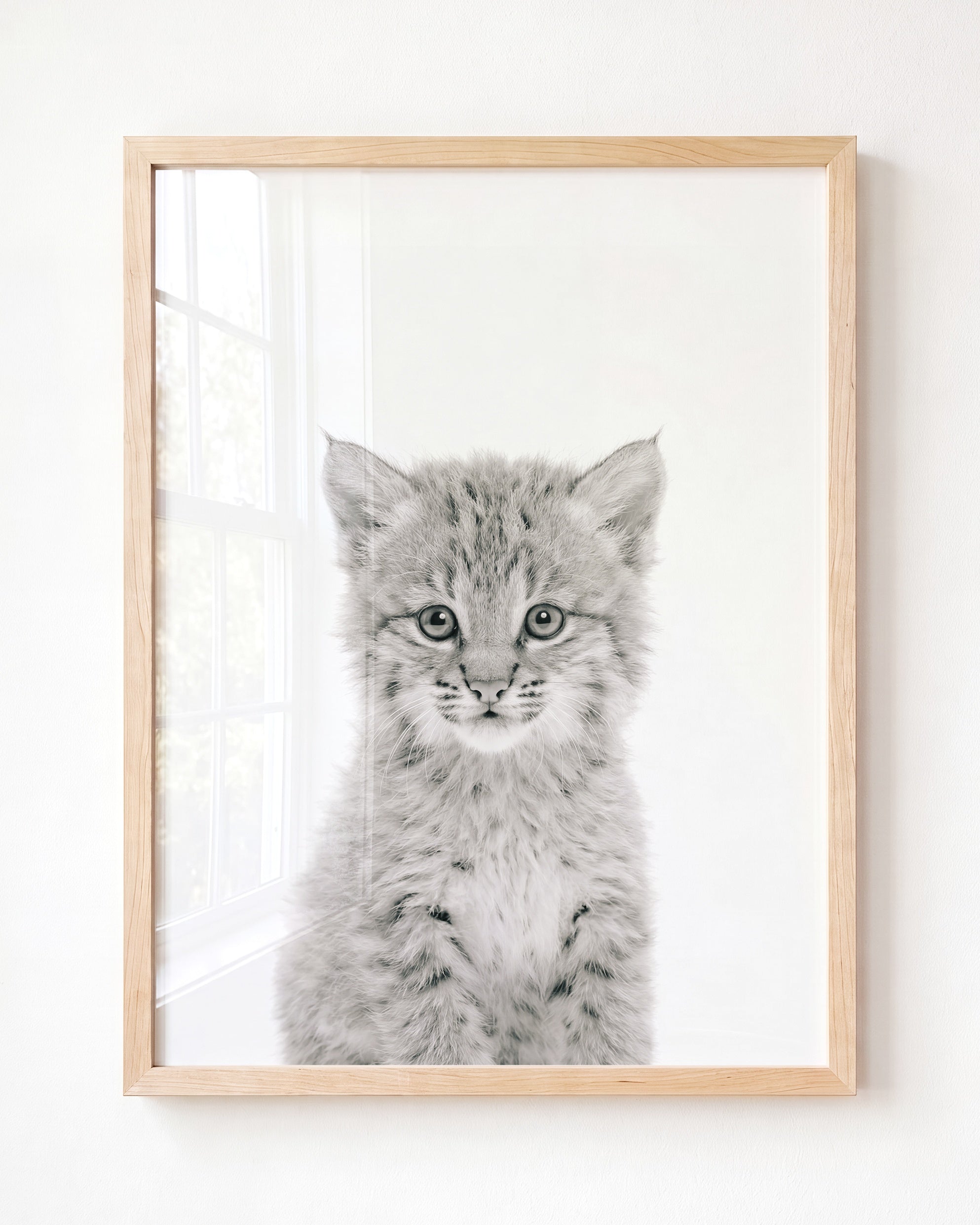Baby Bobcat