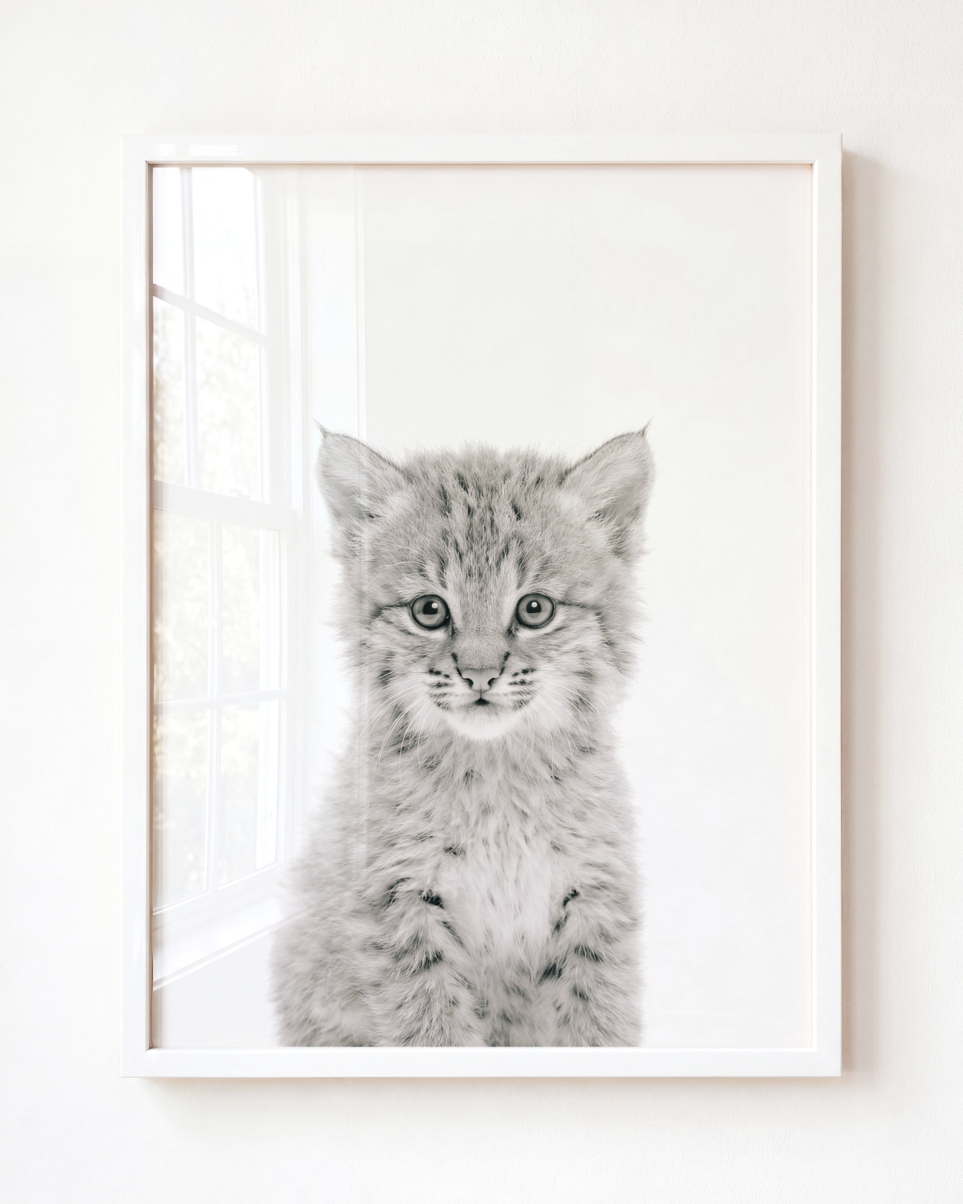 Baby Bobcat