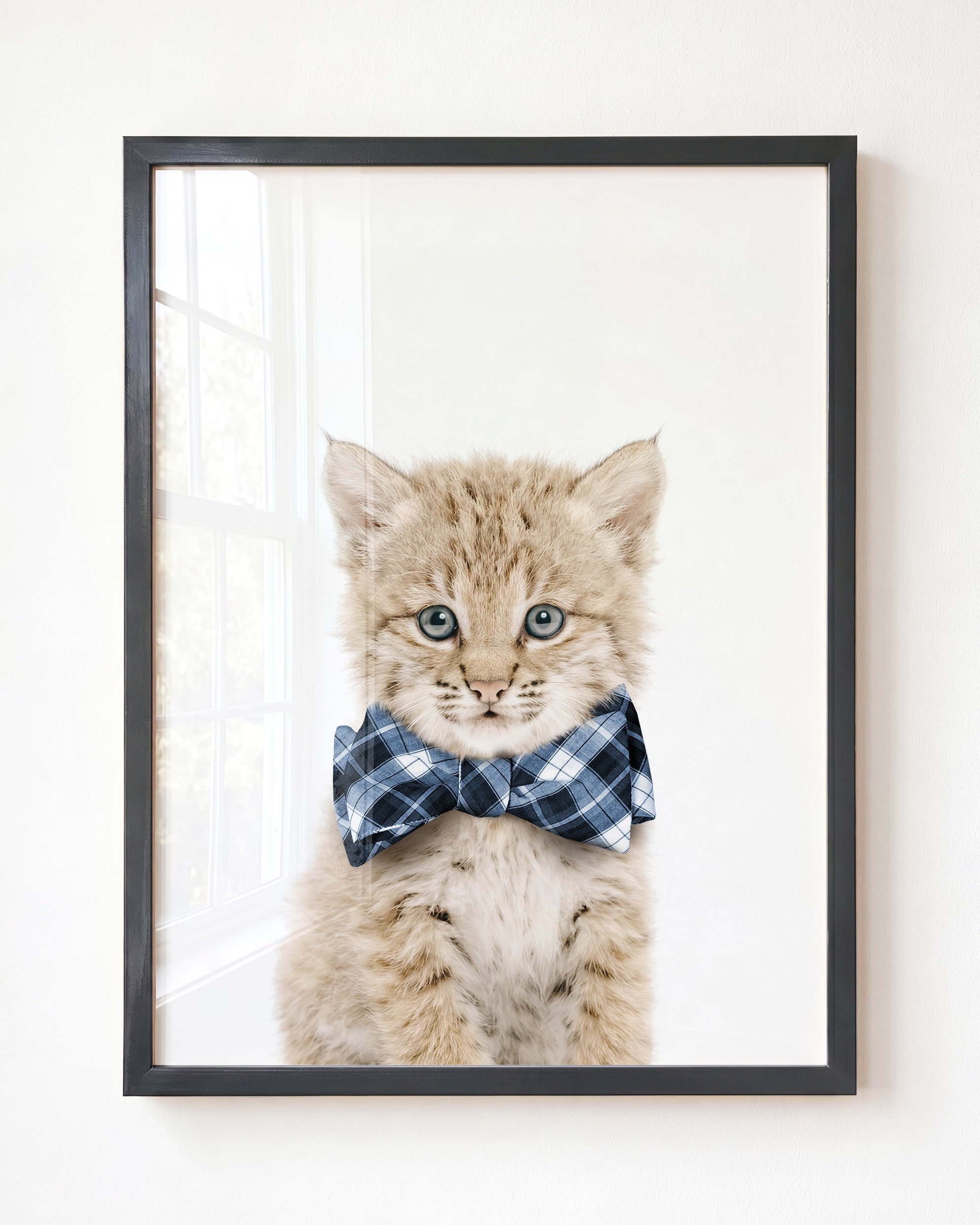 Baby Bobcat