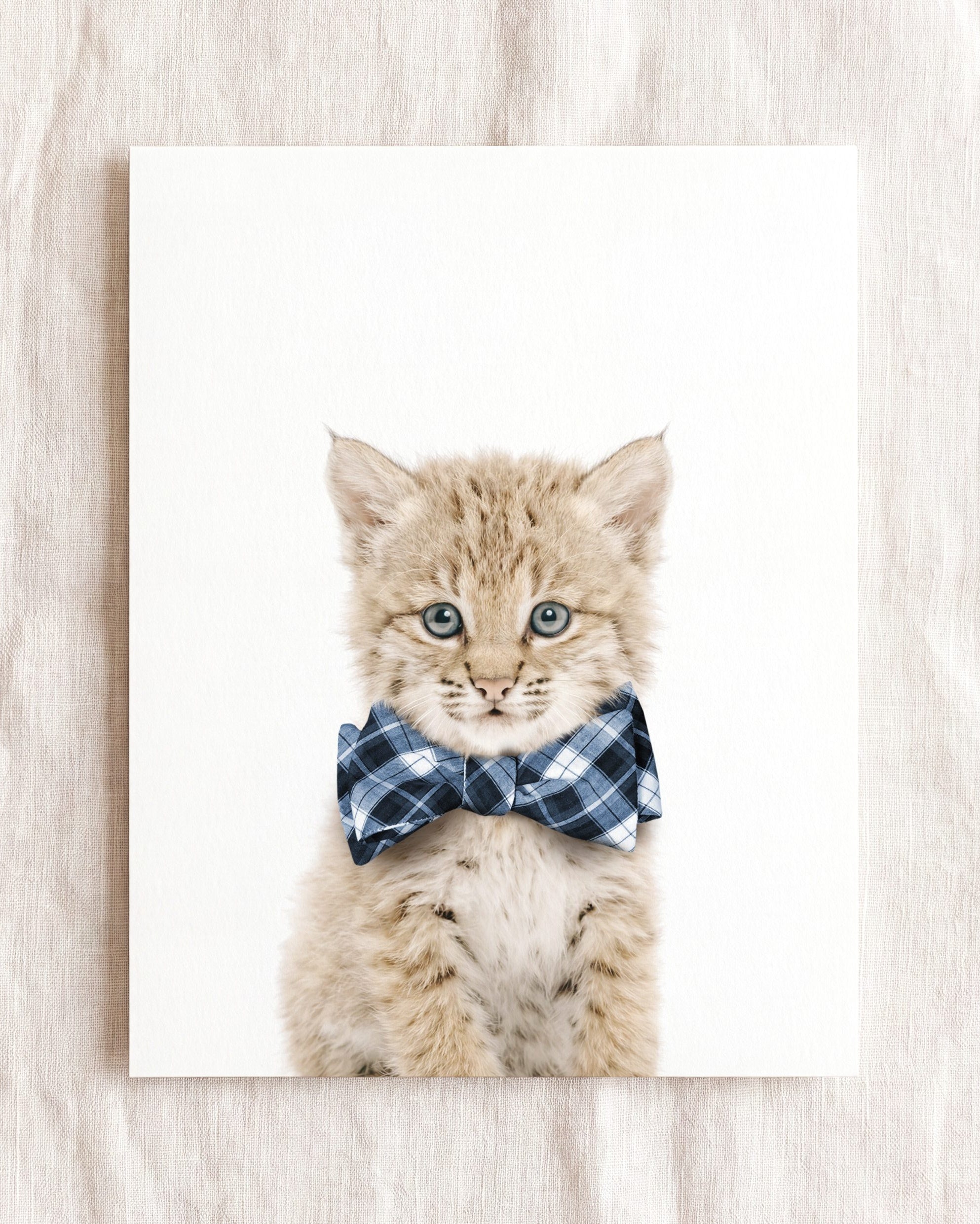 Baby Bobcat