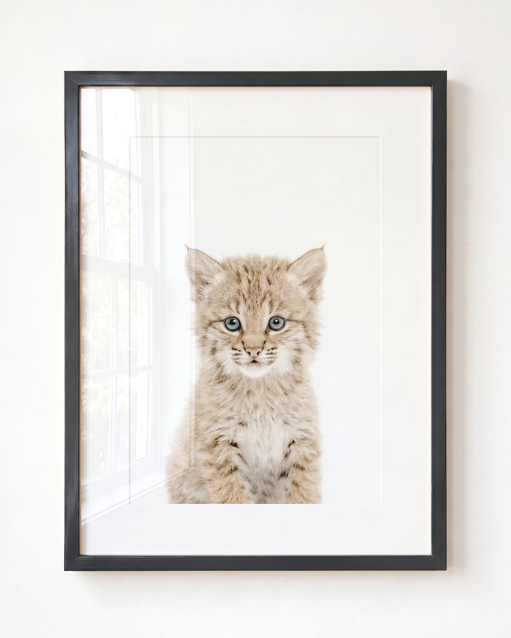 Baby Bobcat