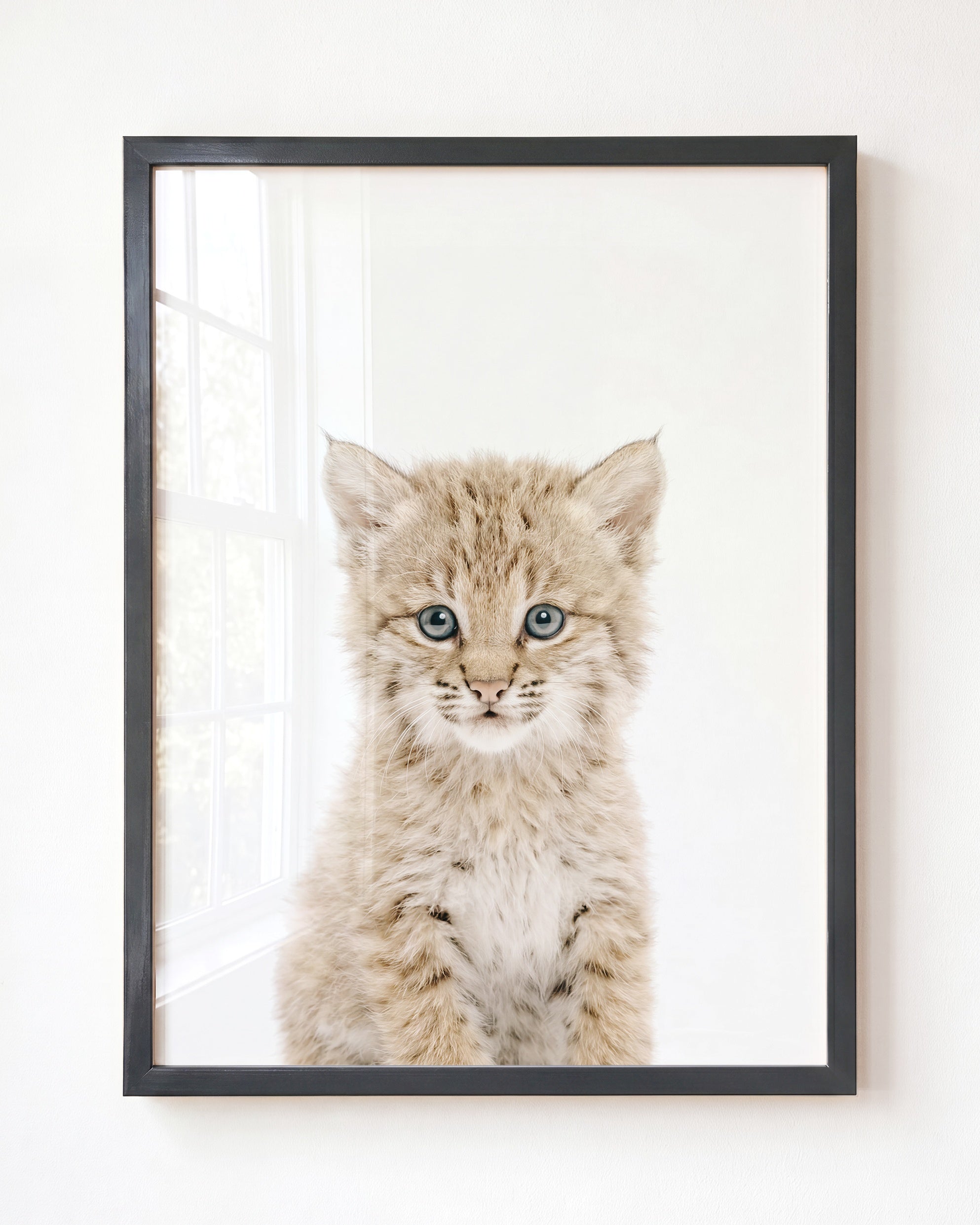 Baby Bobcat