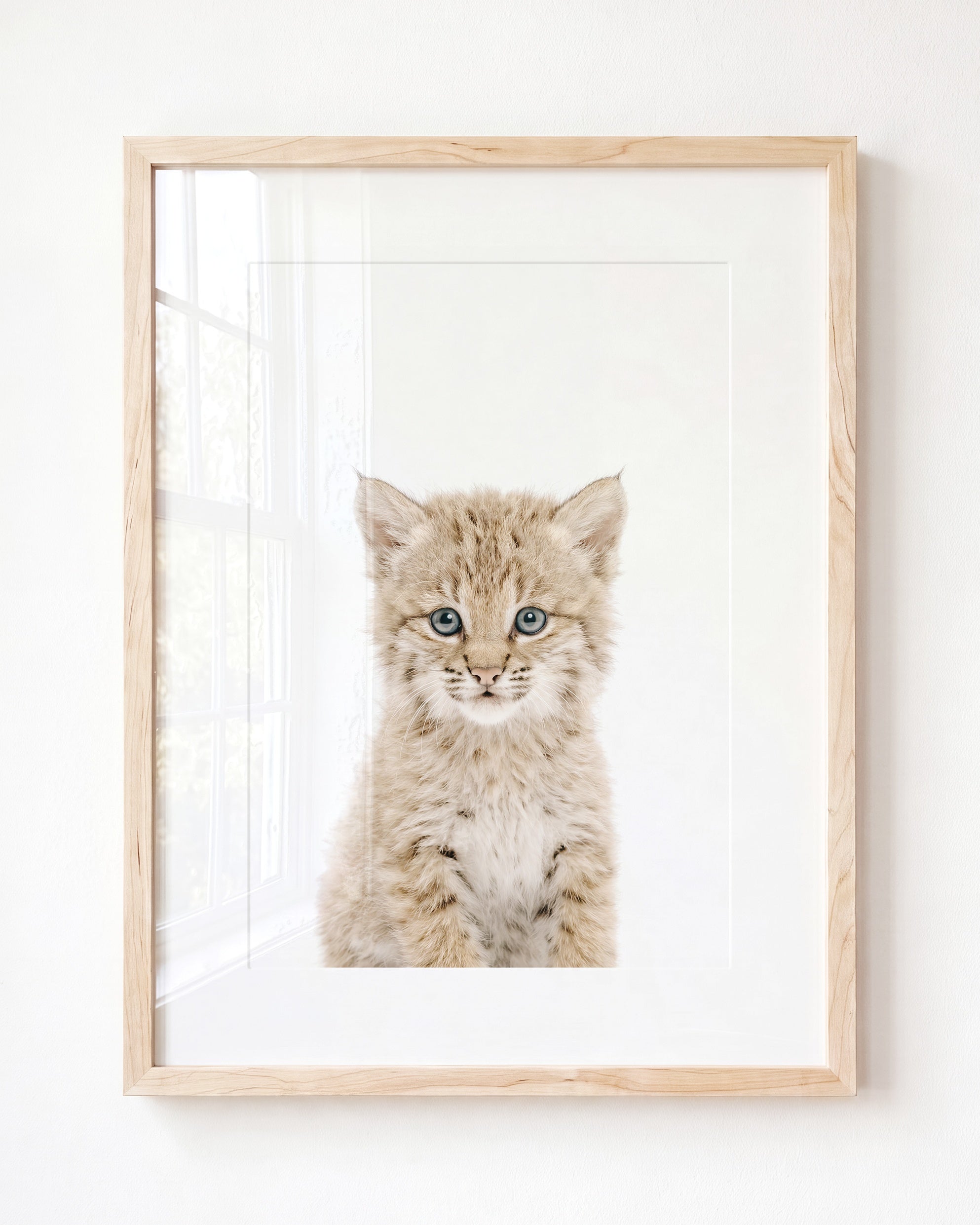 Baby Bobcat