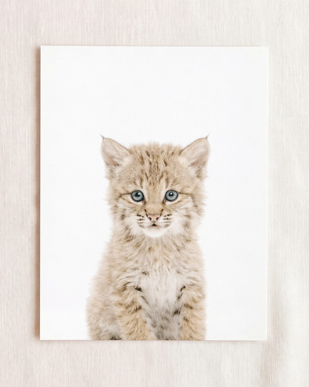 Baby Bobcat