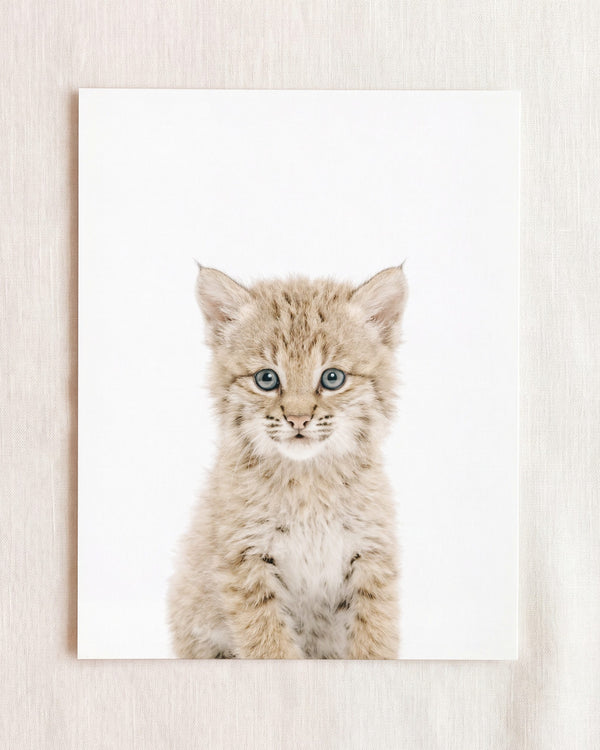 Baby Bobcat