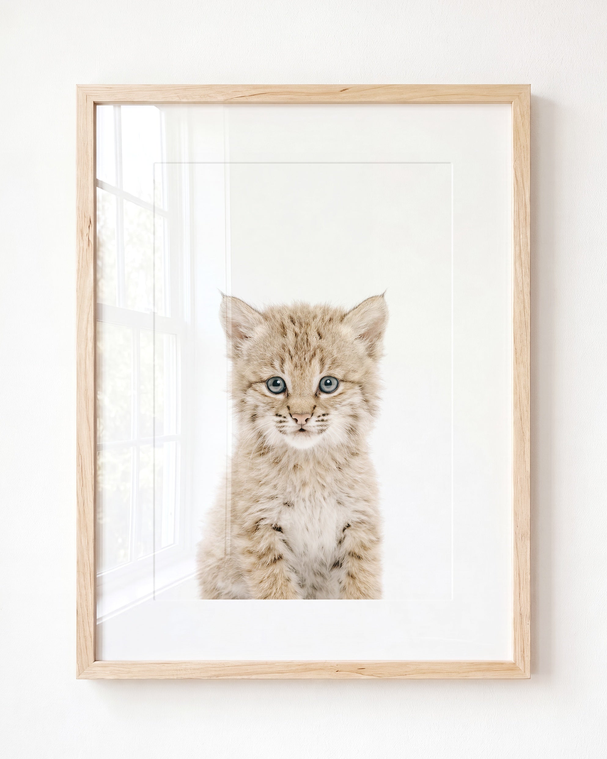 Baby Bobcat