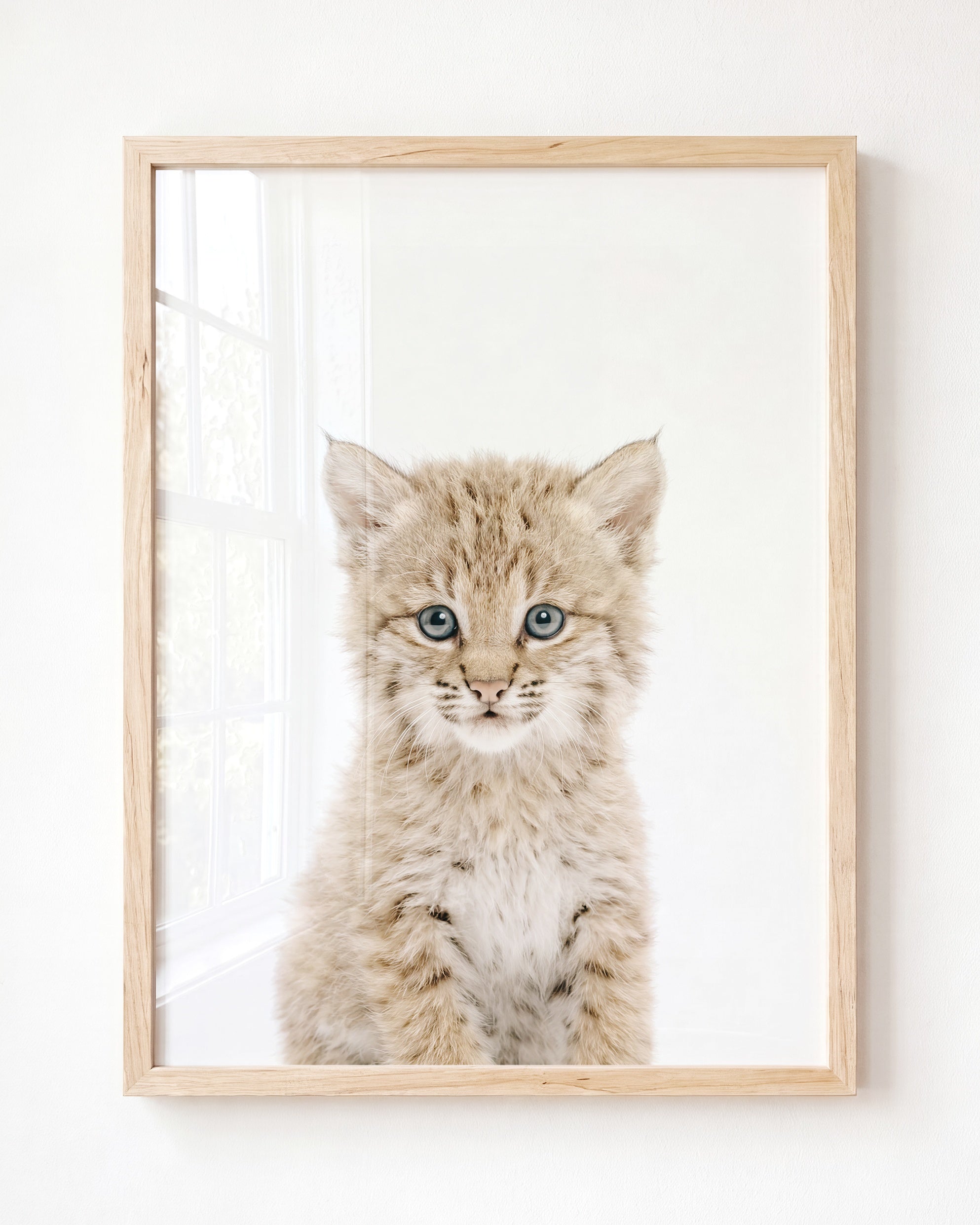Baby Bobcat