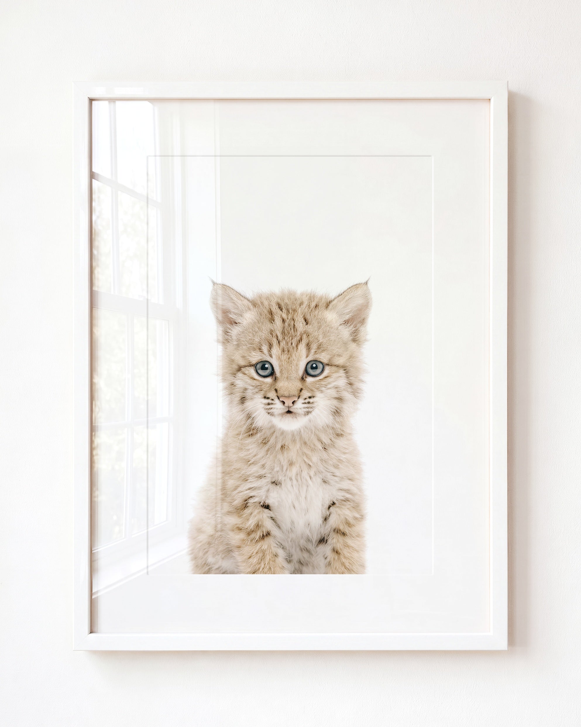 Baby Bobcat