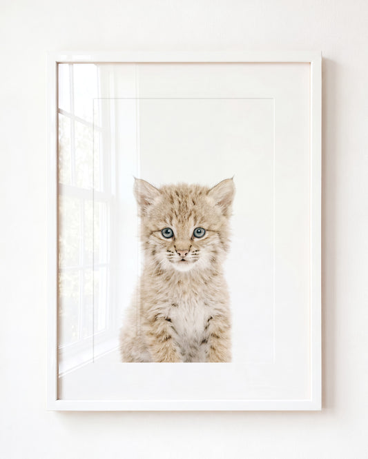 Baby Bobcat — Framed