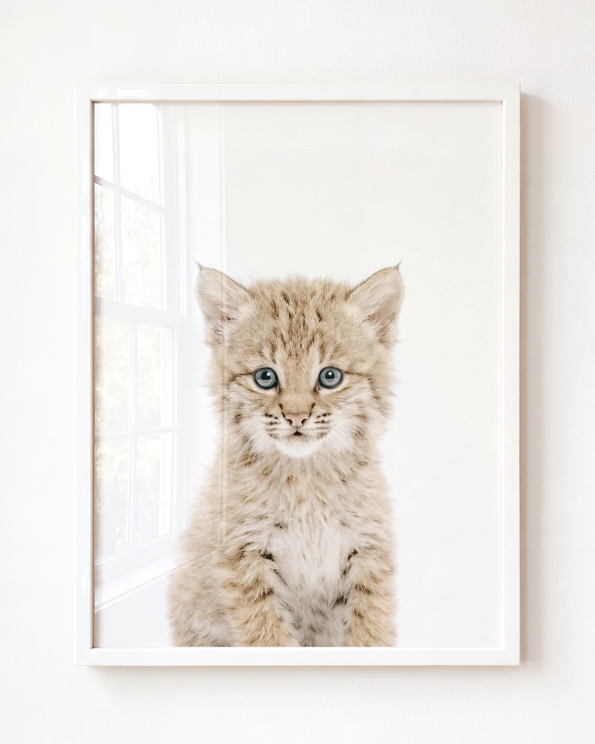 Baby Bobcat