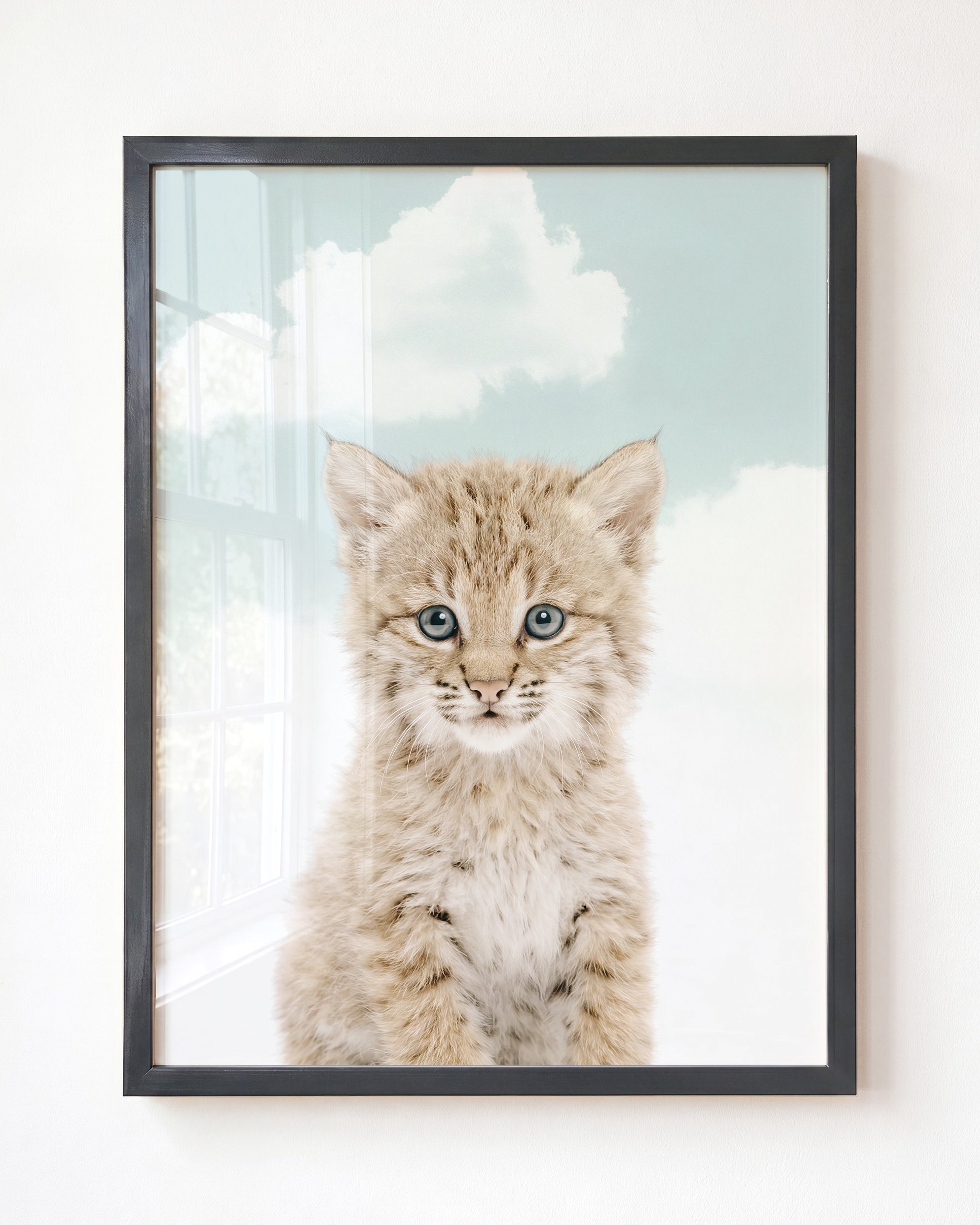 Baby Bobcat