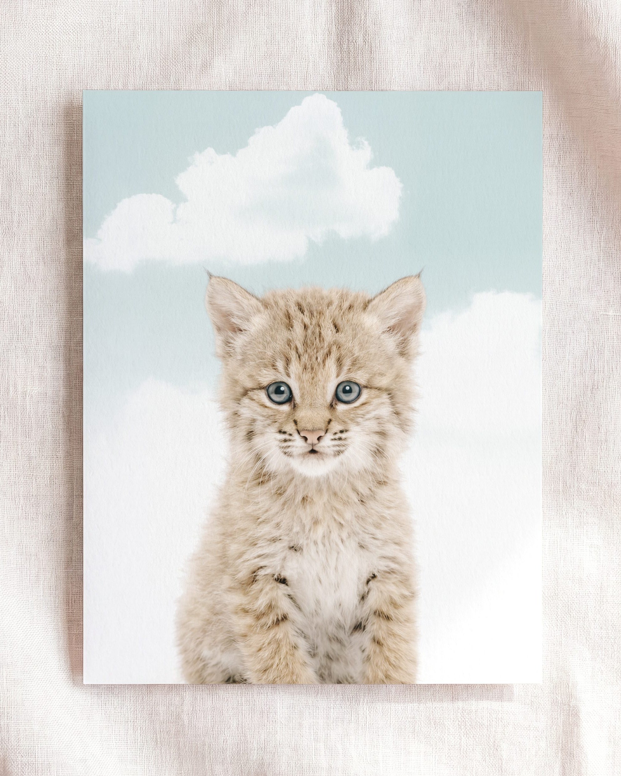Baby Bobcat