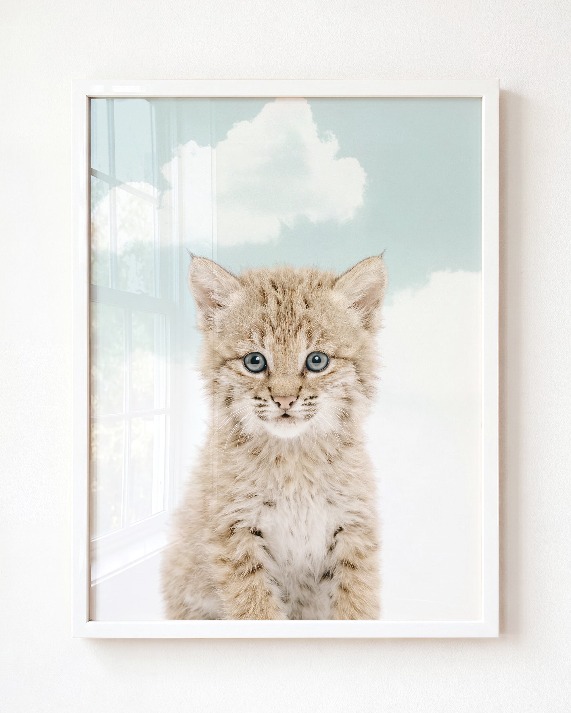 Baby Bobcat