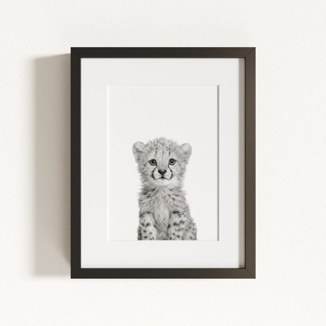 Baby Cheetah