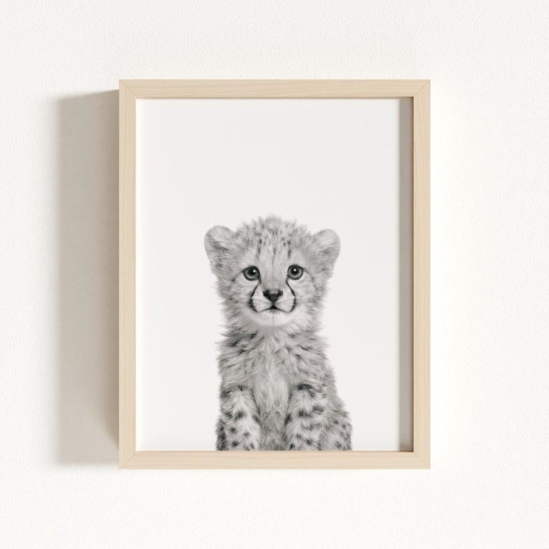Baby Cheetah