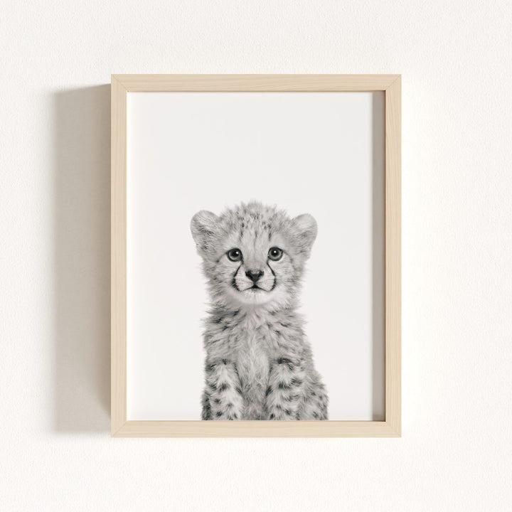 Baby Cheetah
