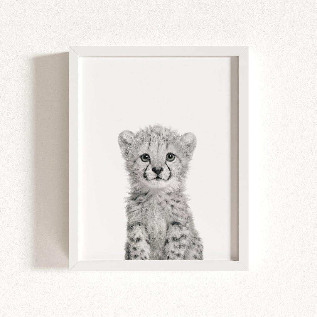 Baby Cheetah