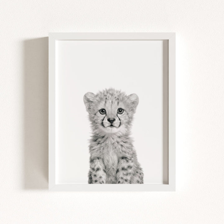 Baby Cheetah