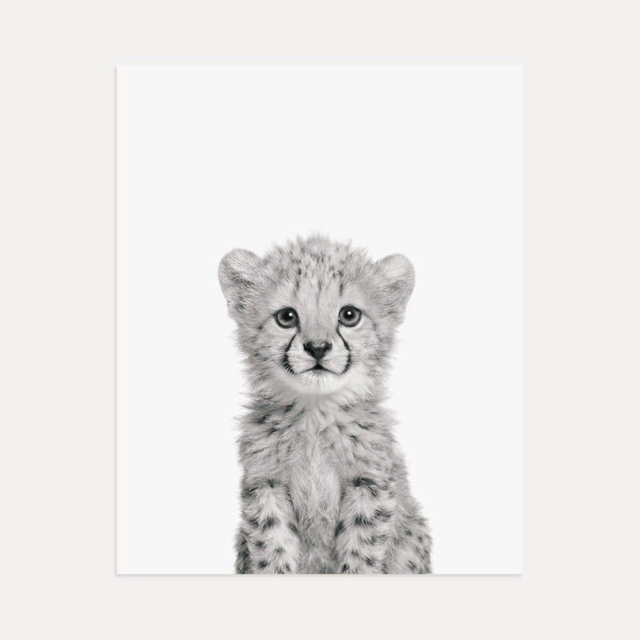Baby Cheetah