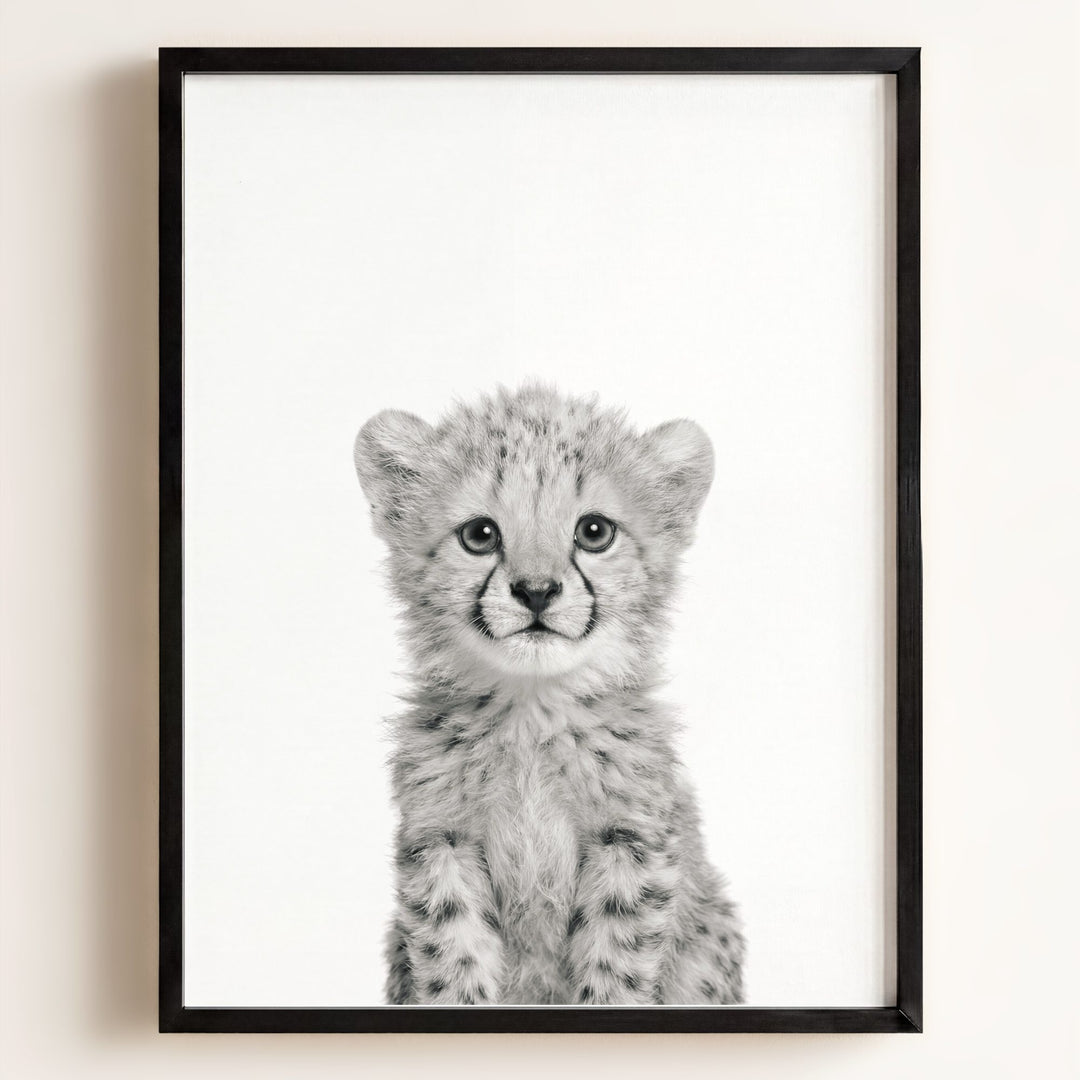 Baby Cheetah