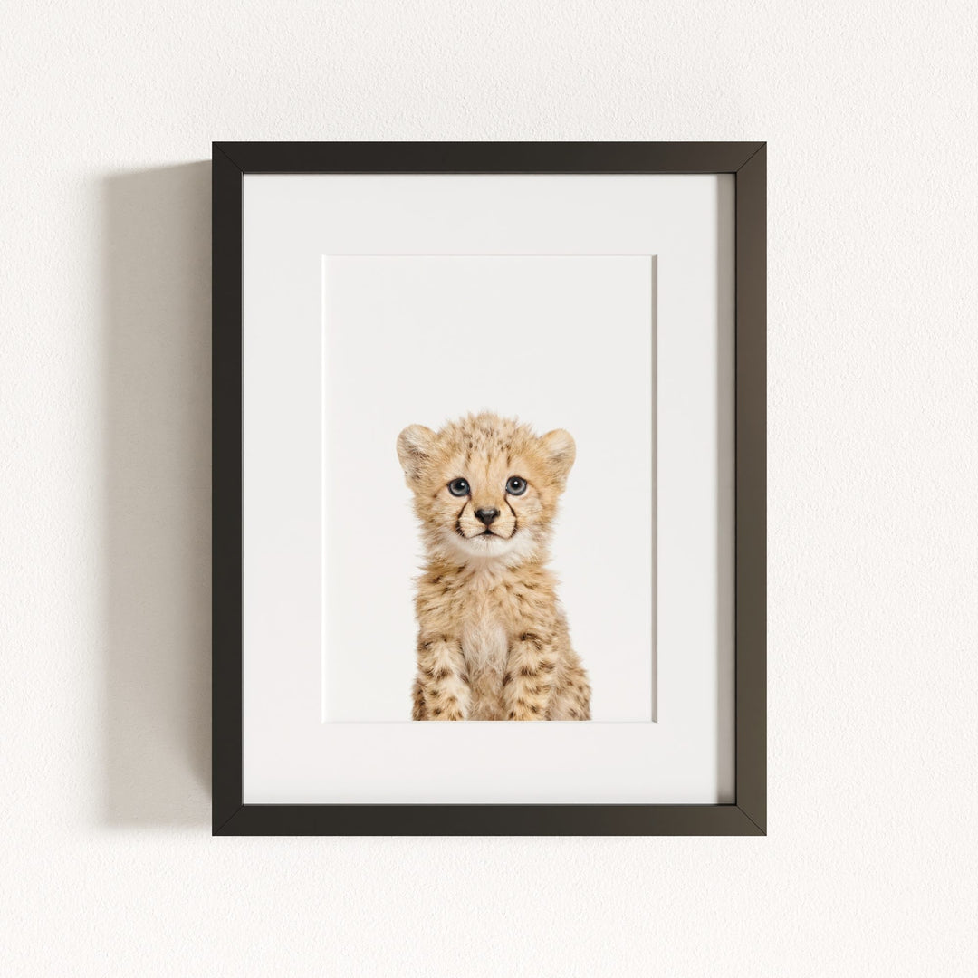 Baby Cheetah