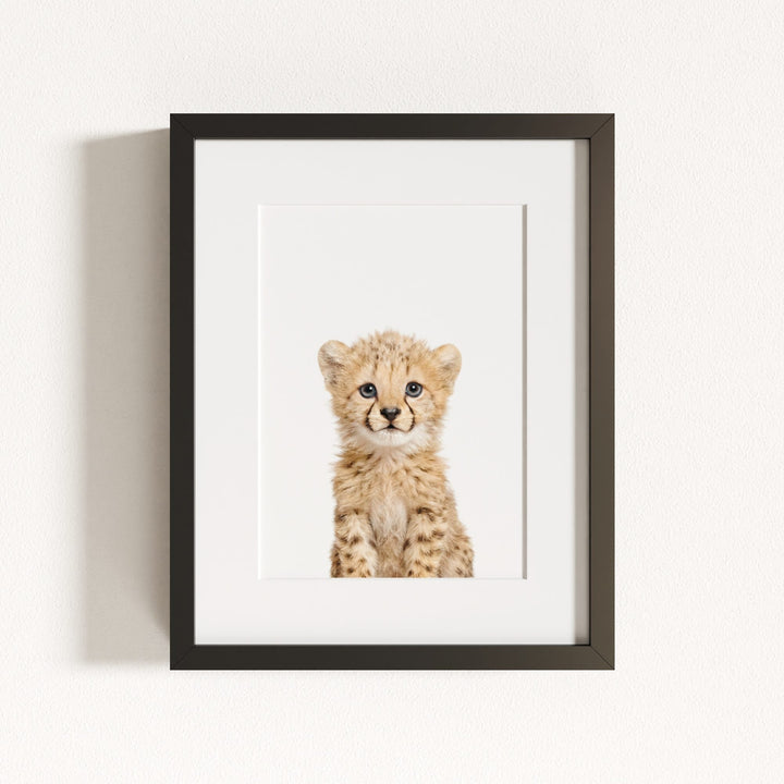 Baby Cheetah